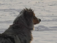 sari im Winter